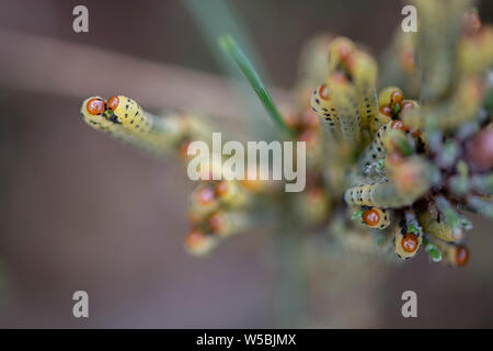Redheaded sawfly larve divorano gli aghi sempreverdi. Foto Stock