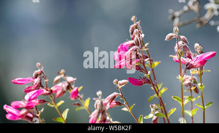 Close up di orgoglio di montagna (Penstemon newberryi) fiori selvatici in fiore nel parco nazionale di Yosemite, Sierra Nevada, in California Foto Stock