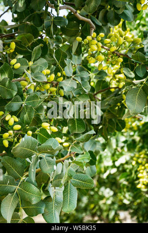 I pistacchi su un albero in un frutteto di Merced County California USA Foto Stock