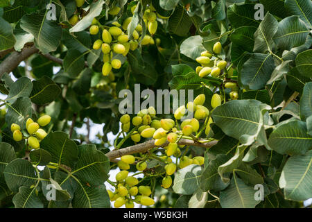 I pistacchi su un albero in un frutteto di Merced County California USA Foto Stock