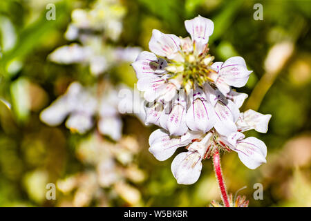 Close up di tintura impianto (Collinsia tinctoria) fiori selvatici in fiore nel parco nazionale di Yosemite, Sierra Nevada, in California Foto Stock