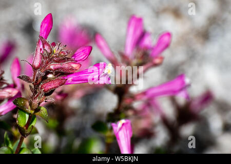 Close up di orgoglio di montagna (Penstemon newberryi) fiori selvatici in fiore nel parco nazionale di Yosemite, Sierra Nevada, in California Foto Stock