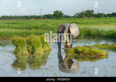 Asia gli agricoltori si sono ritirate le pianticelle di riso. piantagione del riso stagione essere preparati per la semina. Foto Stock