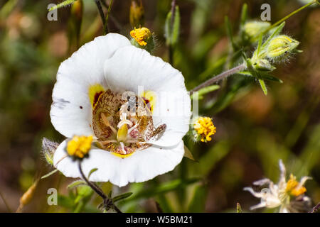 Close up di Butterfly Mariposa Lily (Calochortus venustus) fioritura di fiori selvaggi nel Parco Nazionale di Yosemite, Sierra Nevada, in California Foto Stock