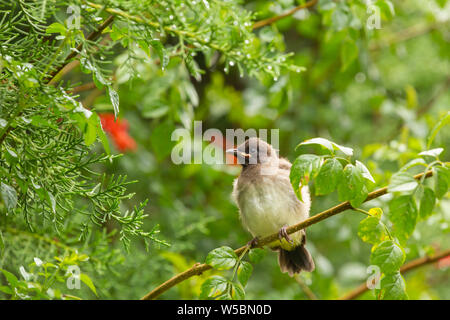 I capretti Bulbul comune (Pycnonotus barbatus) seduto sul ramo sottile in Kenya. Foto Stock