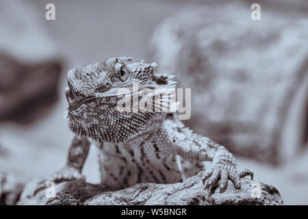 Macro di maschio barbuto dragon cercando arrabbiato nella fotocamera, in bianco e nero la metà ritratto Foto Stock