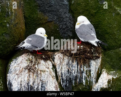 Red-gambe su Kittiwakes Ariy Kamen isola isola di Bering nel mare di Bering della Russia Foto Stock