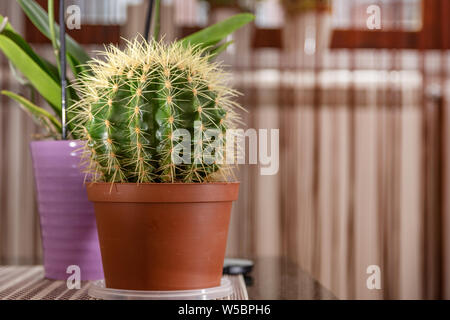 Bella casa cactus nel piatto sulla scrivania in camera - casa e sfondo sfocato. Home Concetto di decorazione. Close up, il fuoco selettivo Foto Stock
