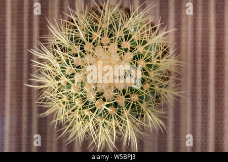 Abstract sfondo naturale, vista dall'alto di cactus in una pentola sulla scrivania. Sfondo sfocato, close up e messa a fuoco selettiva Foto Stock