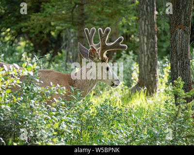 Young Mule Deer, Odocoileus hemionus buck in velluto, Gros Ventre, Grand Teton National Park, Wyoming negli Stati Uniti. Foto Stock