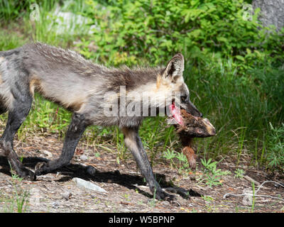 Adulto madre red fox, Vulpes vulpes, con ucciso marmotta vicino al suo den, Leigh Lake, il Parco Nazionale del Grand Teton, Wyoming negli Stati Uniti. Foto Stock