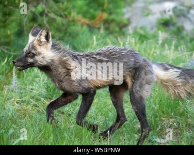 Adulto madre red fox, Vulpes vulpes vicino al suo den a Leigh Lake, il Parco Nazionale del Grand Teton, Wyoming negli Stati Uniti. Foto Stock