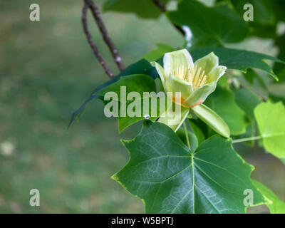 Tulip tree in un giardino nelle Azzorre, le sfocature Foto Stock