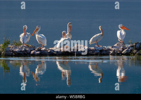 Un gruppo di pellicani bianchi toelettatura e poggiante su un outpoint roccioso sul lago Klamath superiore nel sud della Oregon. Foto Stock