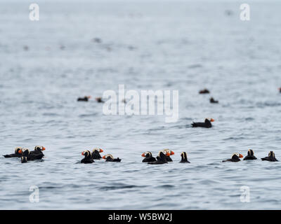 Un gregge di Tufted puffini, Fratercula cirrhata sull'acqua nella Baby isole dell'Aleutians, Alaska, STATI UNITI D'AMERICA Foto Stock