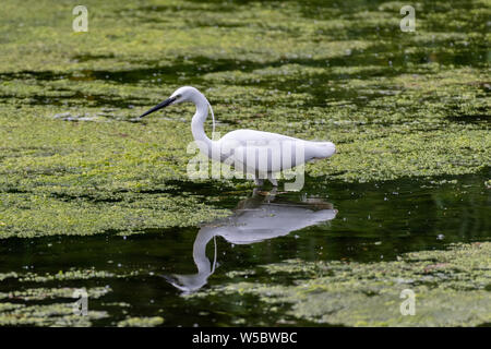 Garzetta (Egretta garzetta) Foto Stock