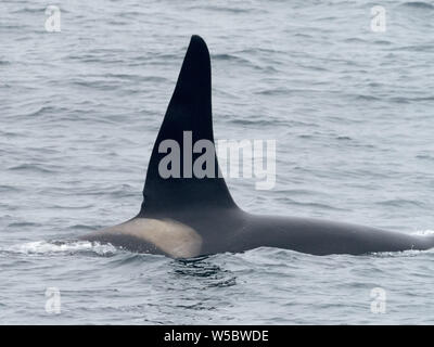 Un residente Killer Whale, Orcinus orca, nel Aleutians dell Alaska, STATI UNITI D'AMERICA Foto Stock