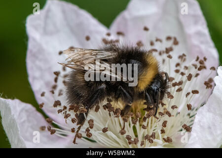 Bumble Bee su Blackberry fiore. Foto Stock