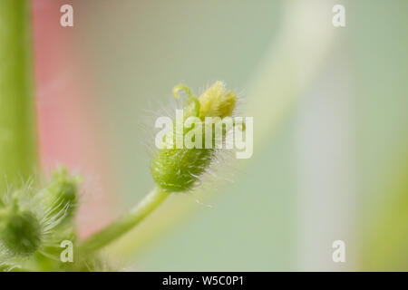 Mellon molla bud. Composizione della natura Foto Stock