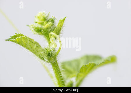 Mellon molla bud. Composizione della natura Foto Stock