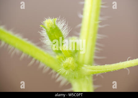 Mellon molla bud. Composizione della natura Foto Stock