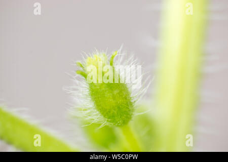 Mellon molla bud. Composizione della natura Foto Stock