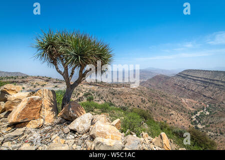 La roccia e arbusti coperte le montagne e le valli della depressione di Danakil , Etiopia Foto Stock