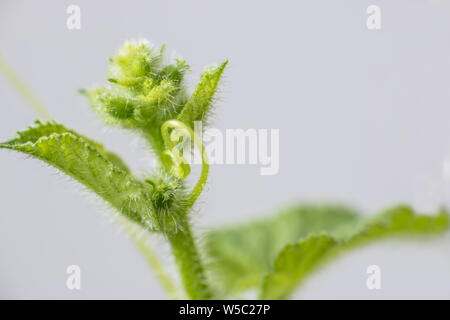 Mellon molla bud. Composizione della natura Foto Stock