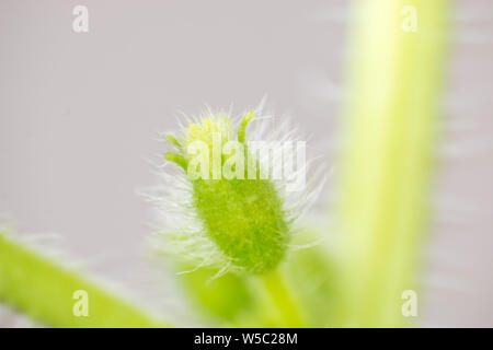 Mellon molla bud. Composizione della natura Foto Stock