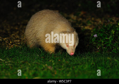 badger meles meles Dorset Regno Unito Foto Stock