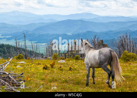 I cavalli bianchi correndo libero nel prato con la foresta di alta montagna, il fiume e il cielo uno sfondo cavallo nel selvaggio. concetto di libertà Foto Stock