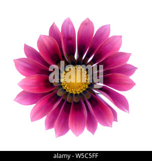 Bella singola gazania isolati su sfondo bianco Foto Stock