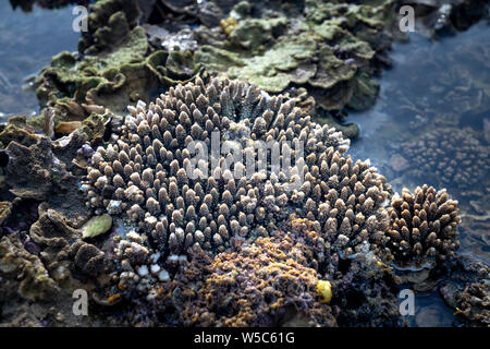 Close-up underwater soft coral sul tropical Coral reef a Hon Yen National Park in Phu Yen provincia, Vietnam Foto Stock