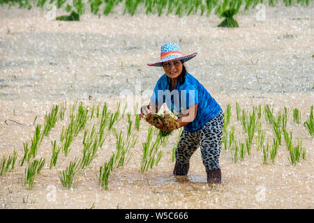 Il trapianto del riso nella pioggia in Nakhon Nayok, Thailandia Foto Stock