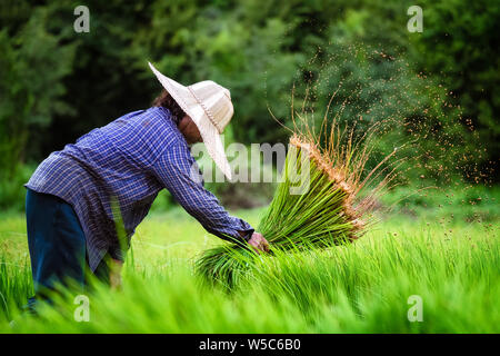 Una donna tailandese agricoltore la rimozione di umidità dal riso ella è il trapianto in Nakhon Nayok, Thailandia Foto Stock