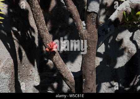 (190728) -- Pechino, 28 luglio 2019 (Xinhua) -- un fiore con ceneri di materiali vulcanici produca dal cratere del monte Tangkuban Parahu è visto in Subang di West Java, Indonesia, 27 luglio 2019. Tangkuban Parahu vulcano in Indonesia West Java Provincia ha eruttato venerdì pomeriggio, produca ceneri vulcaniche 200 metri nell'aria. (Foto di Syarif/Xinhua) Foto Stock