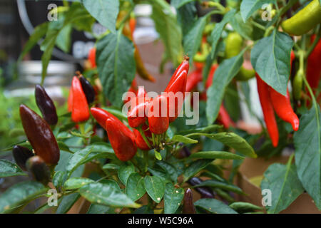 Mazzetto di "Capsicum annuum' piccolo rosso di piante di pepe per decoratio scopo Foto Stock