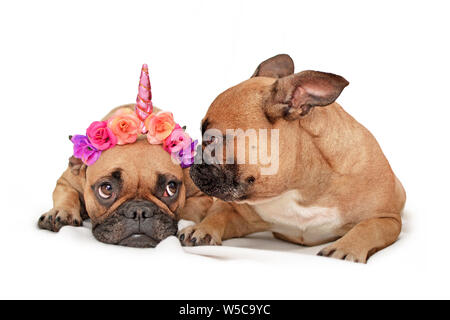 Coppia di funny bulldog francese cani con un vestito con un fiore di corno di unicorno e gli altri di ispezionare i copricapi Foto Stock