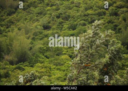 Bellissima vista della gamma della montagna di riserva Talamalai foresta, Hasanur, Tamil Nadu - lo stato di Karnataka frontiera, India Foto Stock