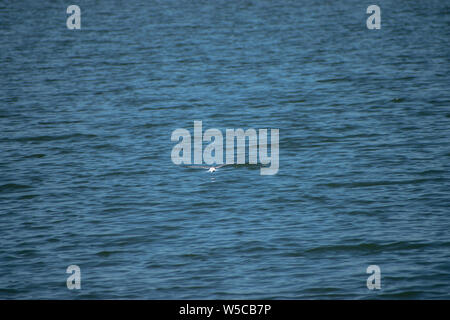 Argento seagull volare sopra le acque di un lago in Bucarest, Romania Foto Stock