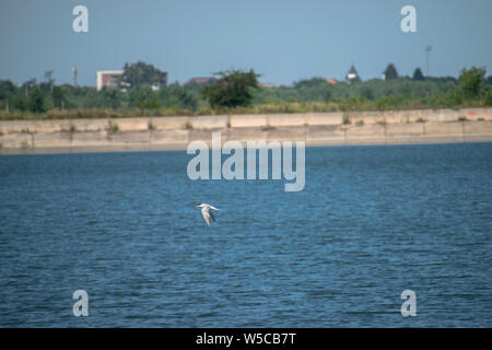 Argento seagull volare sopra le acque di un lago in Bucarest, Romania Foto Stock