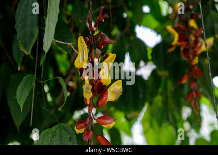 Close-up di spettacolare rosso-giallo dei fiori di evergreen superriduttore Thunbergia Mysorensis dall'India contro lo sfondo di foglie verdi Foto Stock