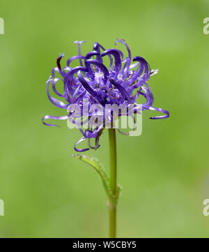 Halbkugelige, Rapunzel, Phyteuma hemisphaericum, Foto Stock