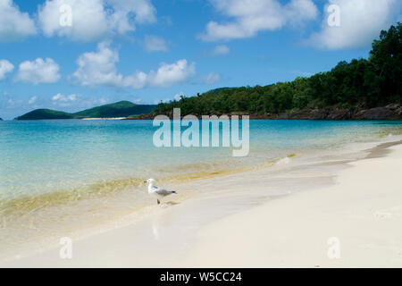 Whitehaven Beach, Isole Whitsunday, Airlie Beach Australia Foto Stock