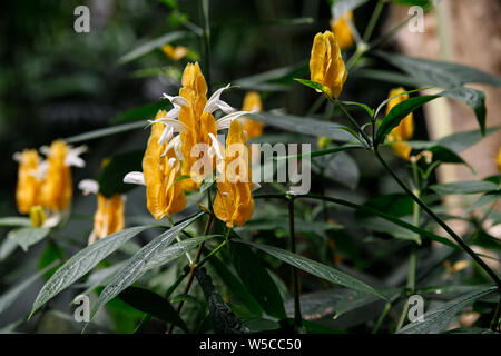 Closeup lecca-lecca Fiore Piante Pachystachys lutea , Acanthaceae. Giallo lollipop fiori nel giardino sullo sfondo Foto Stock