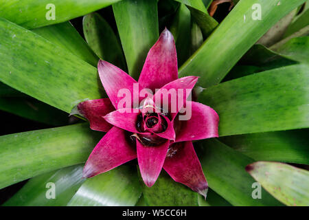 Red Bromeliad pianta tropicale fiore coloratissimo che fiorisce in primavera, a Bromeliad mercato,Aechmea fasciata, impianto di URN, Bromeliaceae, guzmania, Bromel Foto Stock