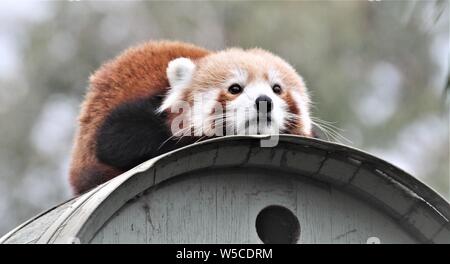 Panda rosso a Halls Gap Zoo, Victoria, Australia Foto Stock