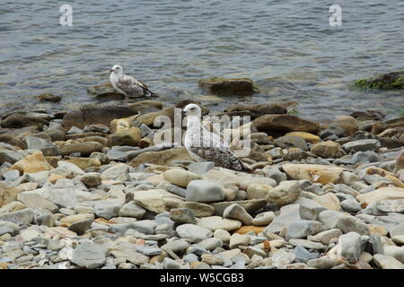 Gabbiani sulla pietra spiaggia ghiaiosa. La vacanza estiva. Set di fauna selvatica. Foto Stock