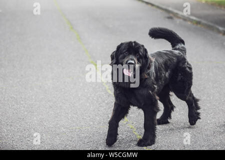 Un Terranova di razza cane nero in piedi in mezzo alla strada e con la lingua fuori Foto Stock