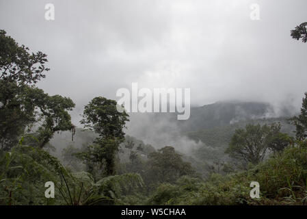 Subtropicale foresta di pioggia copre il versante occidentale delle Ande a 2200 metri di altezza Bellavista Lodge nella parte superiore della valle Tandayapa in Ecuador. Foto Stock